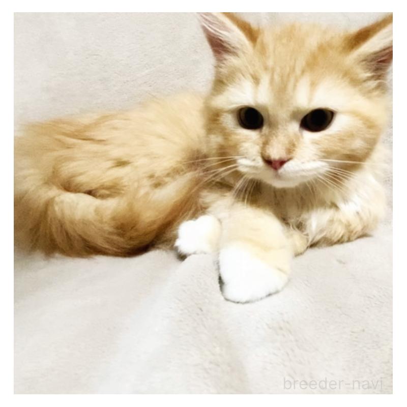 販売中の埼玉県のミックス-138294の5枚目