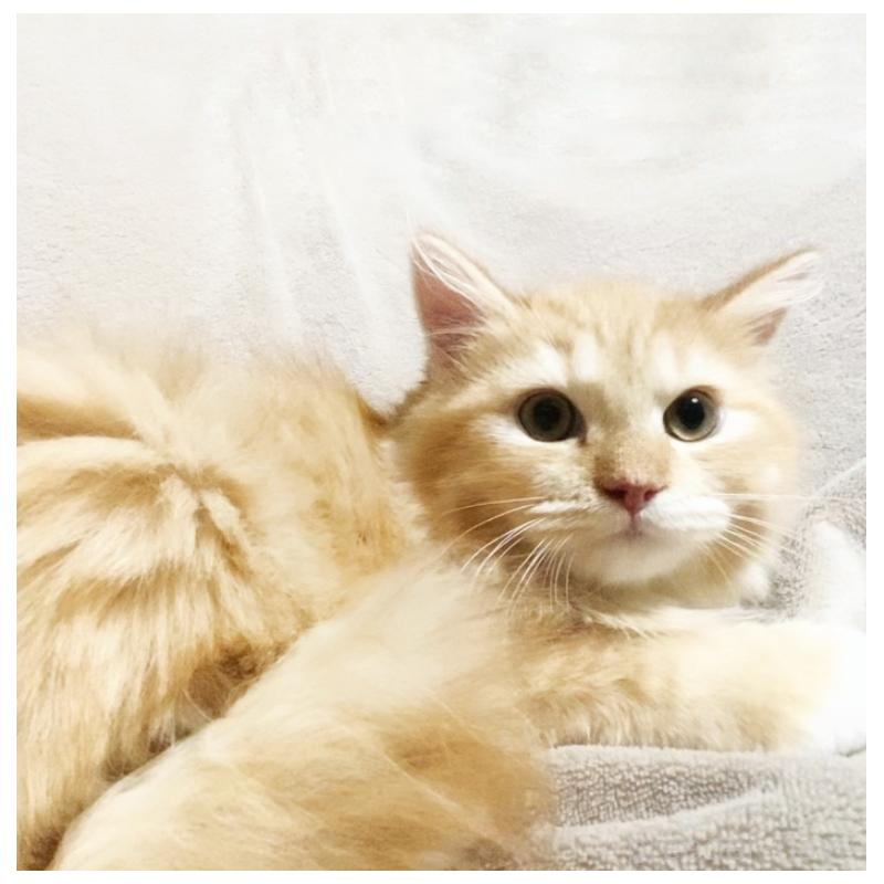 販売中の埼玉県のミックス-138294の4枚目