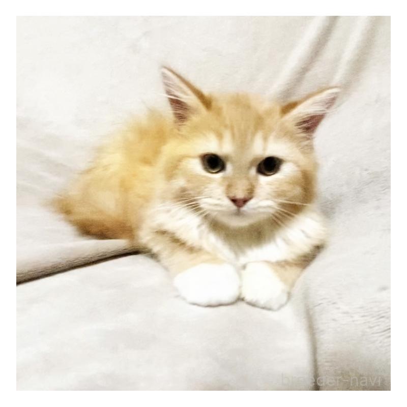 販売中の埼玉県のミックス-138294の2枚目