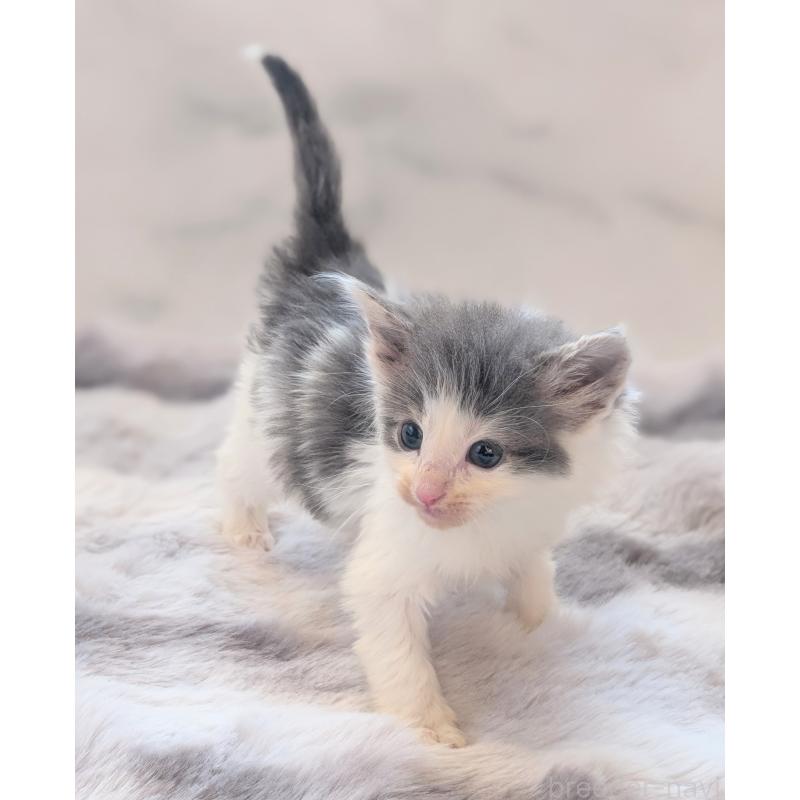 販売中の愛知県のノルウェージャンフォレストキャット-137180の3枚目