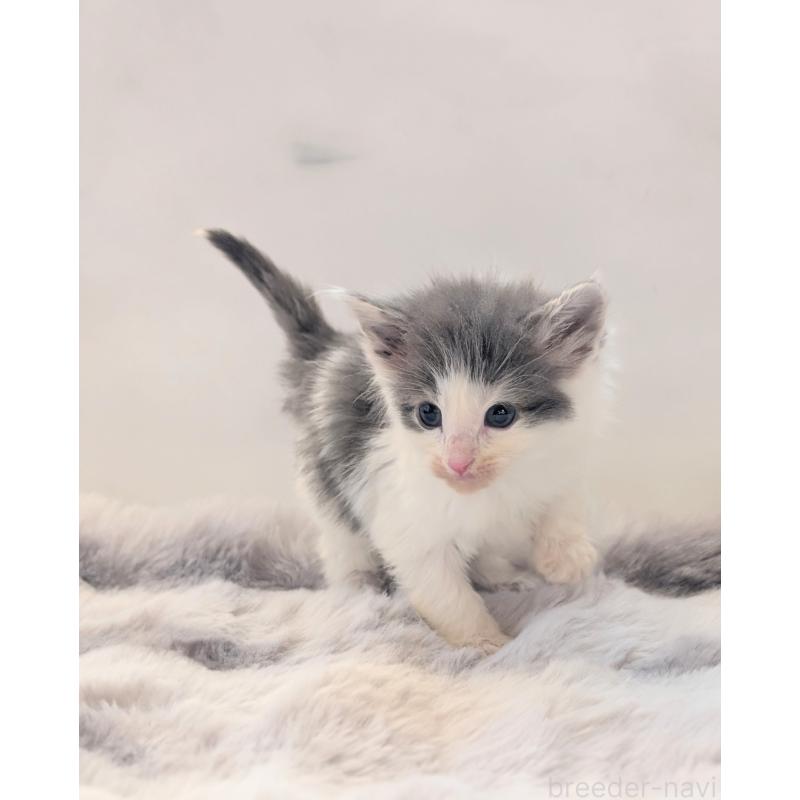 販売中の愛知県のノルウェージャンフォレストキャット-137180の2枚目