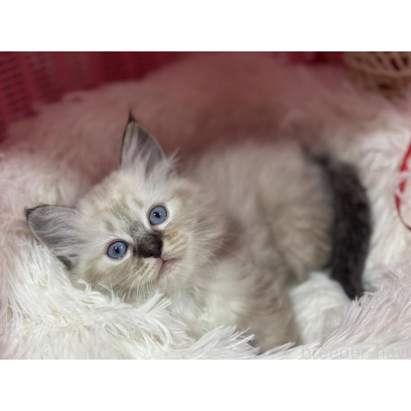 販売中の神奈川県のラグドール-138296の13枚目