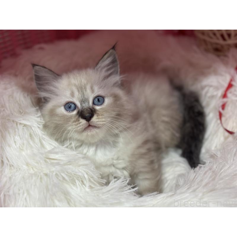 販売中の神奈川県のラグドール-138296の12枚目