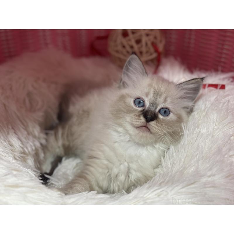 販売中の神奈川県のラグドール-138296の11枚目