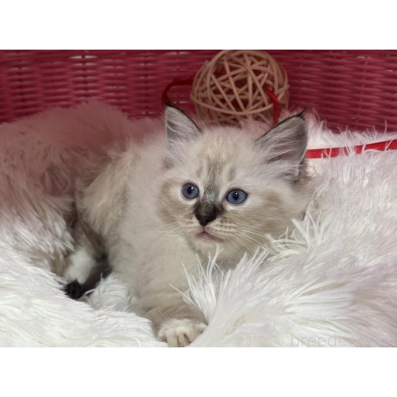 販売中の神奈川県のラグドール-138296の10枚目