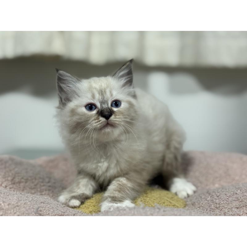 販売中の神奈川県のラグドール-138296の8枚目