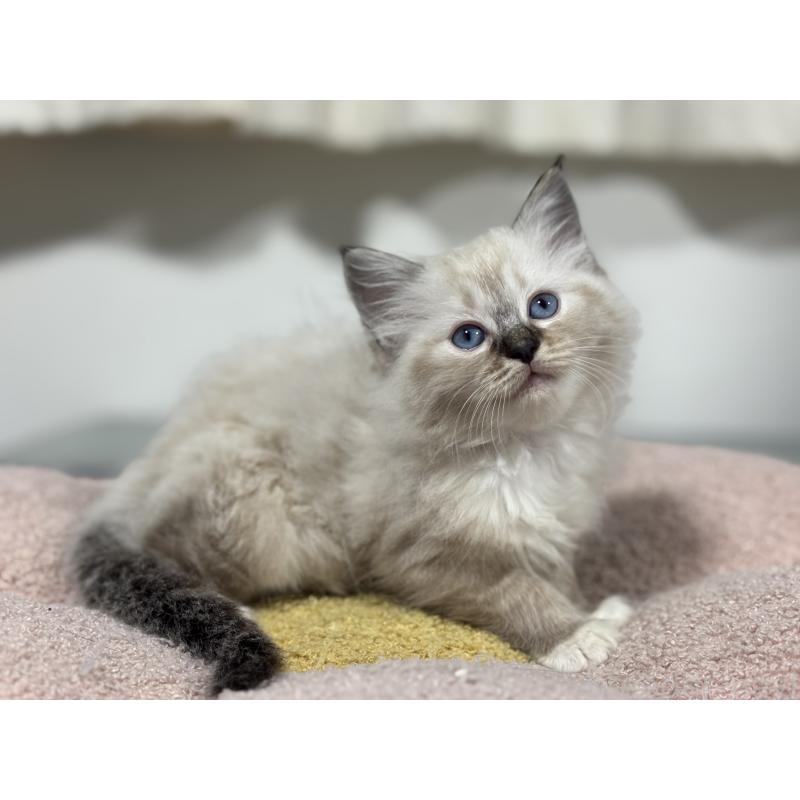 販売中の神奈川県のラグドール-138296の7枚目