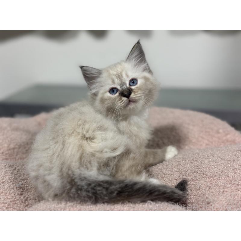 販売中の神奈川県のラグドール-138296の6枚目