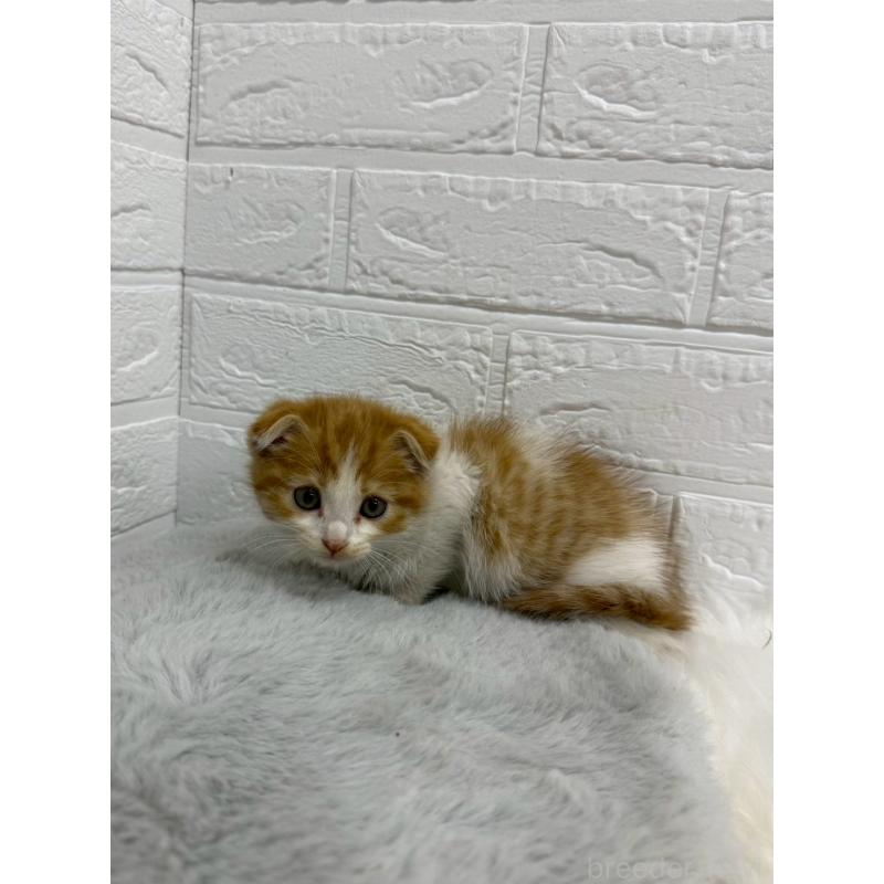 販売中の岡山県のスコティッシュフォールド(折れ耳)-138295の9枚目