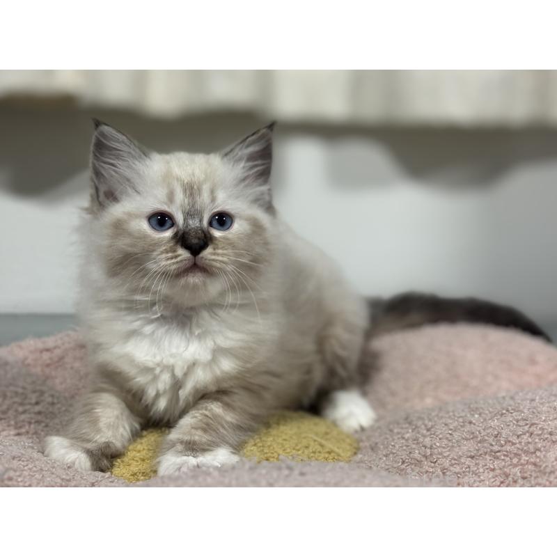 販売中の神奈川県のラグドール-138296の5枚目