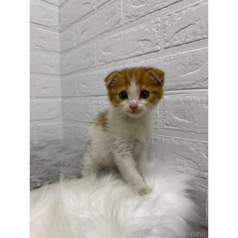 販売中の岡山県のスコティッシュフォールド(折れ耳)-138295の7枚目