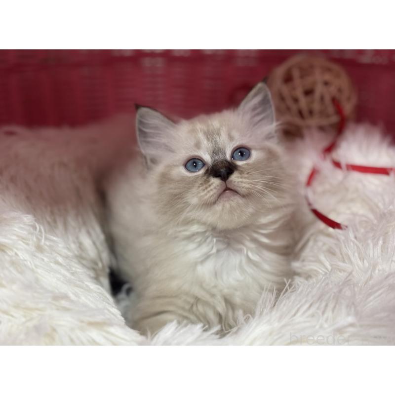 販売中の神奈川県のラグドール-138296の3枚目