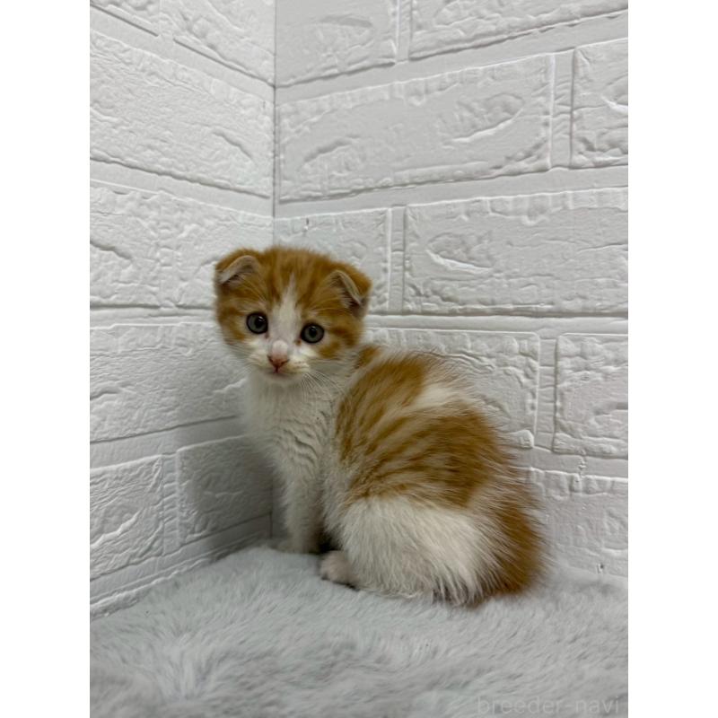 販売中の岡山県のスコティッシュフォールド(折れ耳)-138295の6枚目