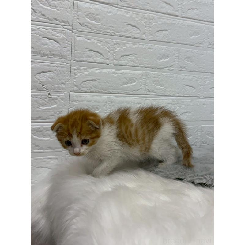 販売中の岡山県のスコティッシュフォールド(折れ耳)-138295の5枚目