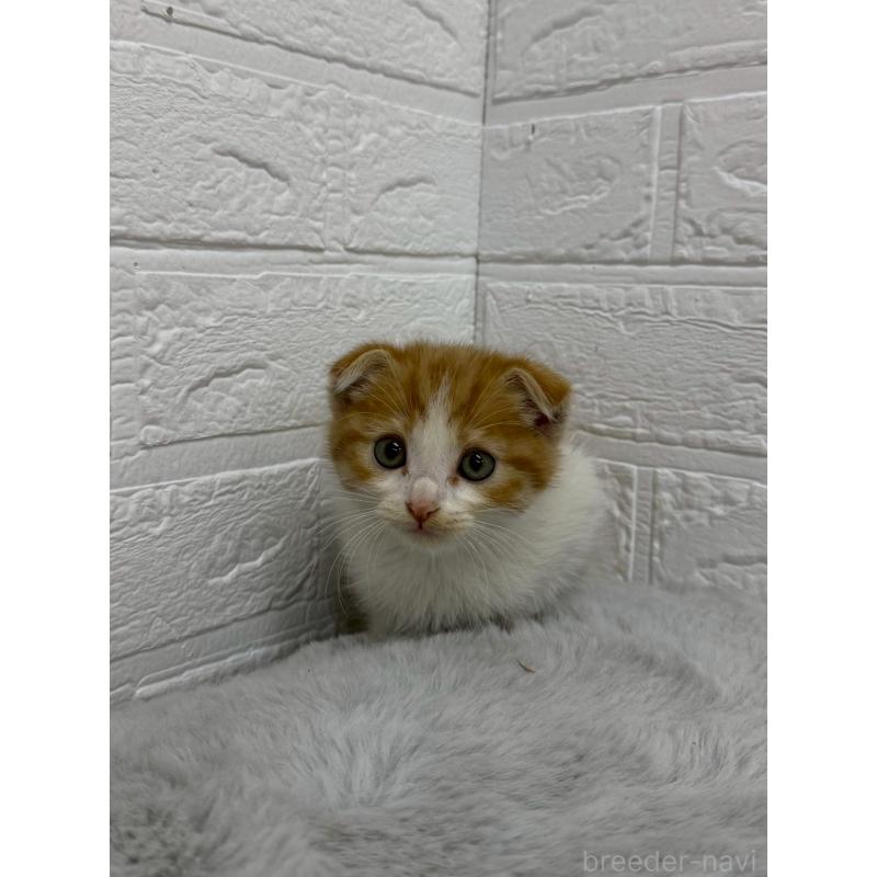 販売中の岡山県のスコティッシュフォールド(折れ耳)-138295の4枚目