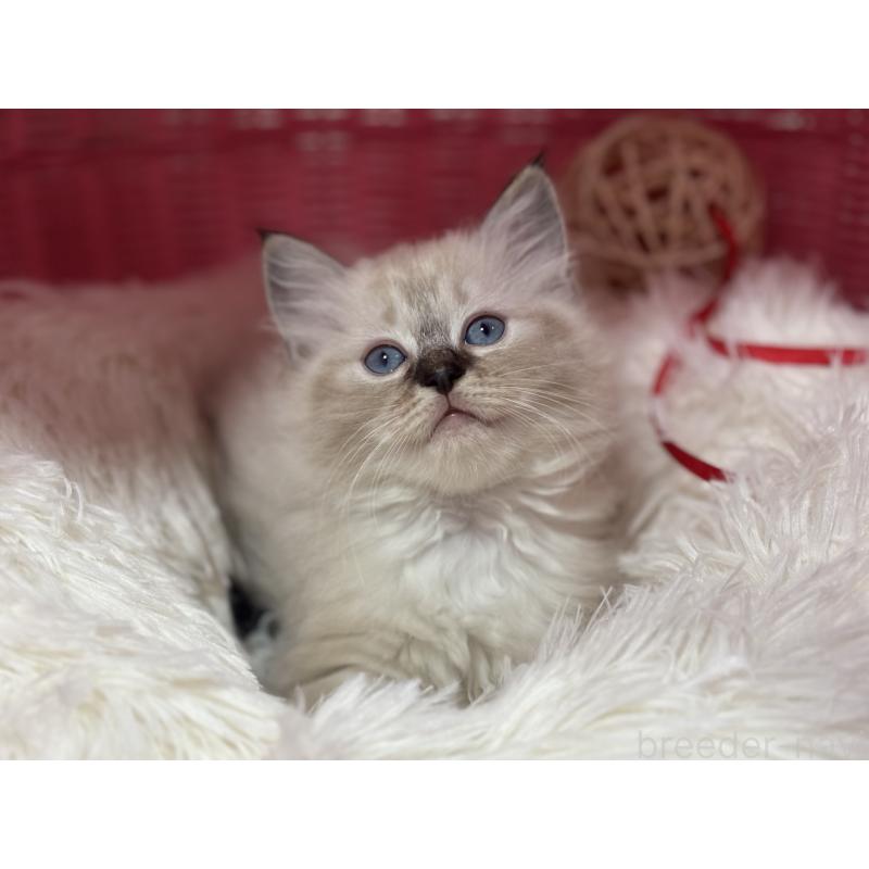 販売中の神奈川県のラグドール-138296の2枚目