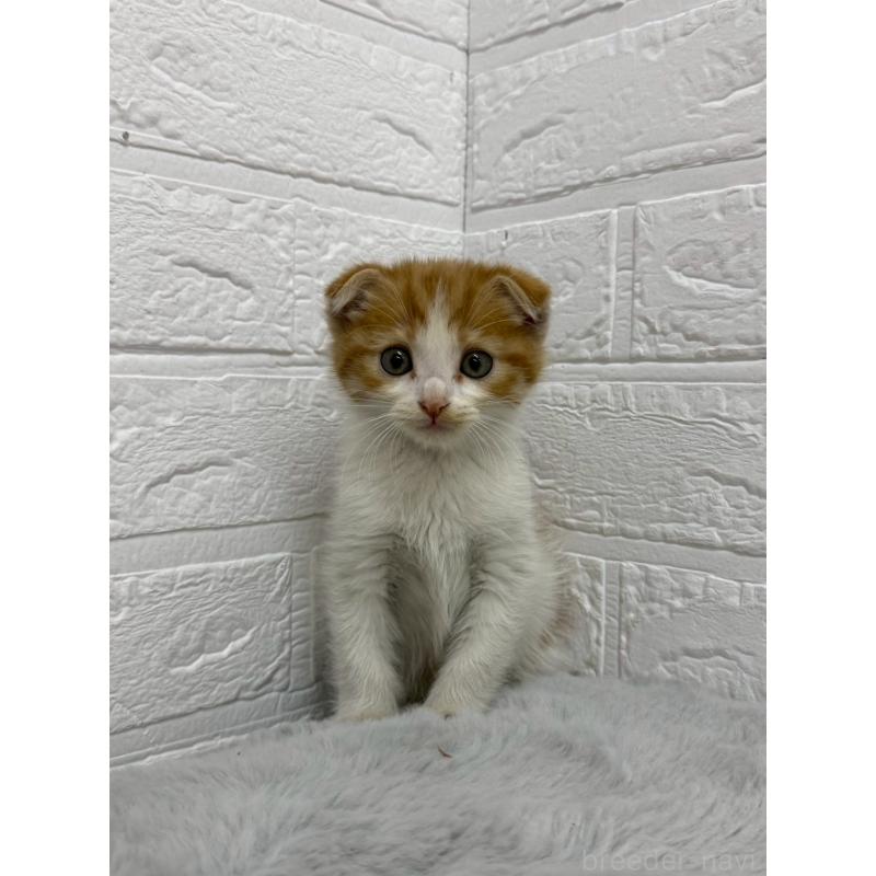 販売中の岡山県のスコティッシュフォールド(折れ耳)-138295の3枚目