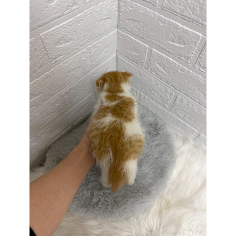 販売中の岡山県のスコティッシュフォールド(折れ耳)-138295の2枚目