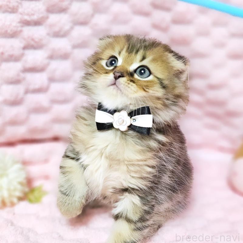 販売中の茨城県のミヌエット-138194の1枚目