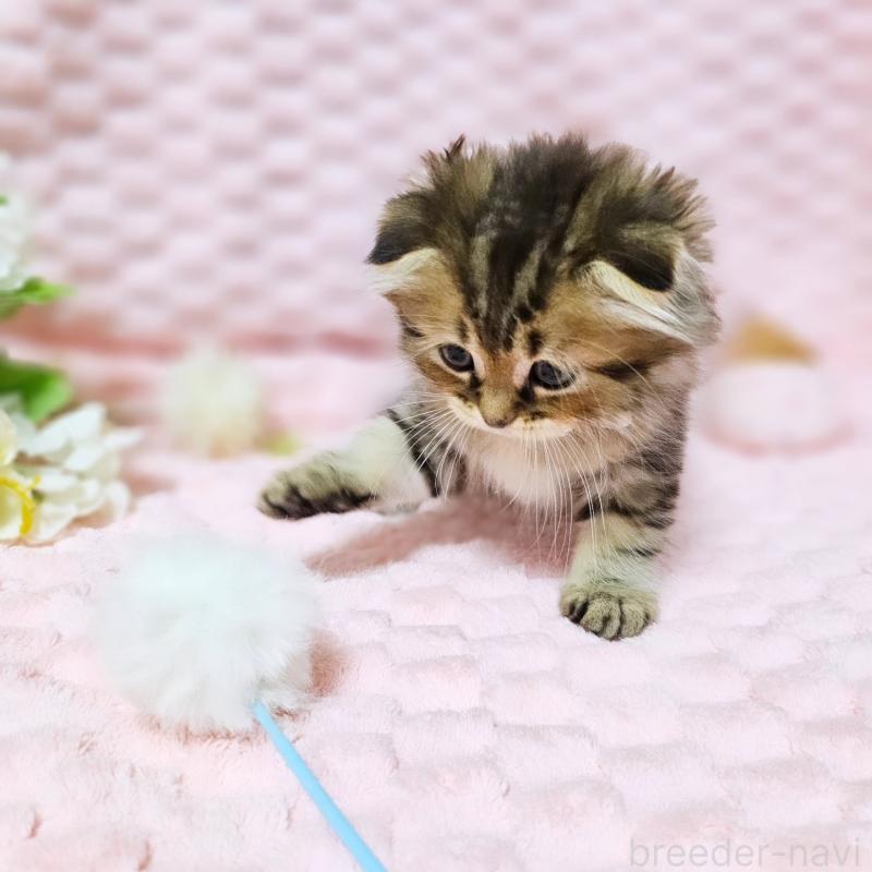 販売中の茨城県のミヌエット-138194の19枚目