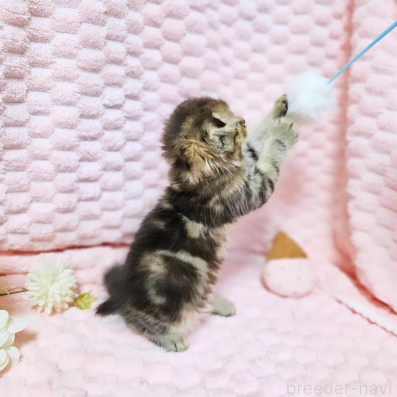 販売中の茨城県のミヌエット-138194の18枚目