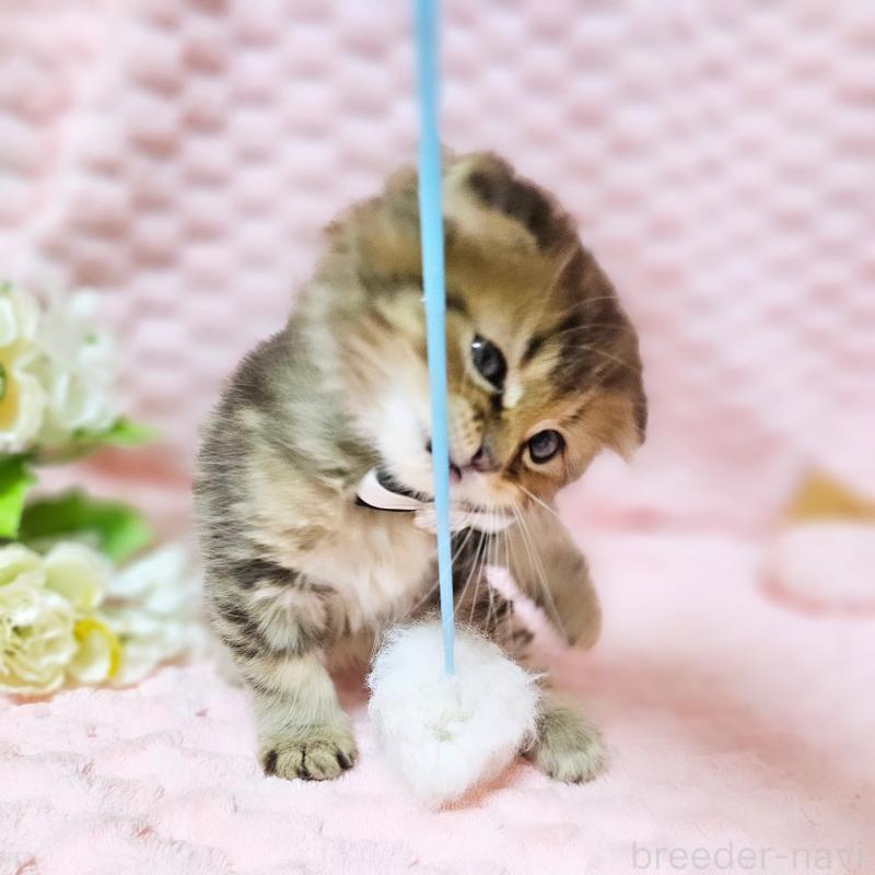 販売中の茨城県のミヌエット-138194の17枚目