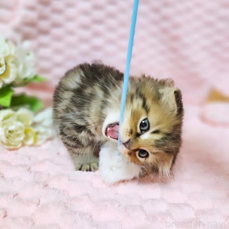 販売中の茨城県のミヌエット-138194の16枚目