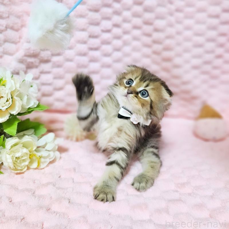 販売中の茨城県のミヌエット-138194の15枚目