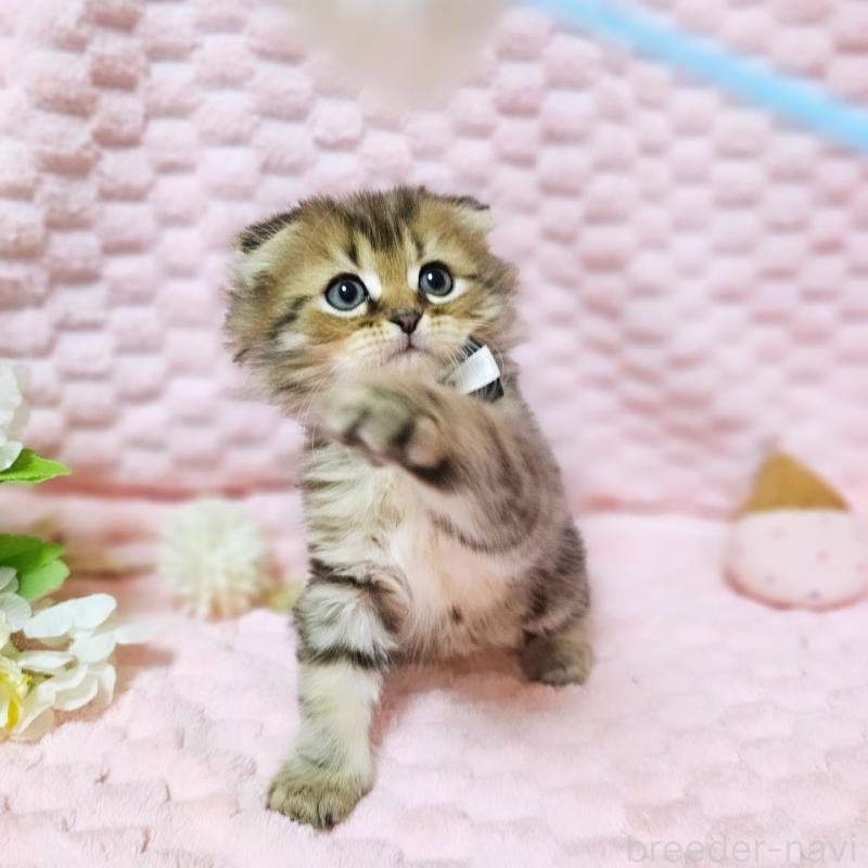 販売中の茨城県のミヌエット-138194の14枚目