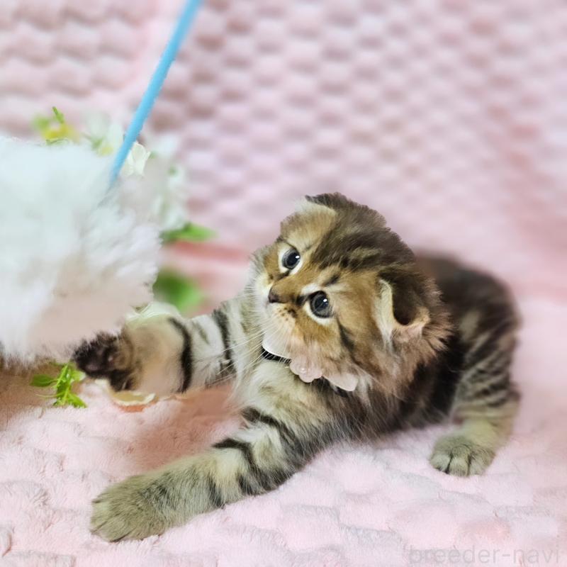 販売中の茨城県のミヌエット-138194の13枚目