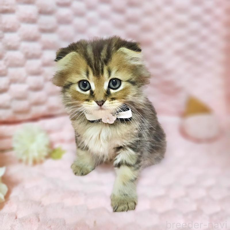 販売中の茨城県のミヌエット-138194の12枚目