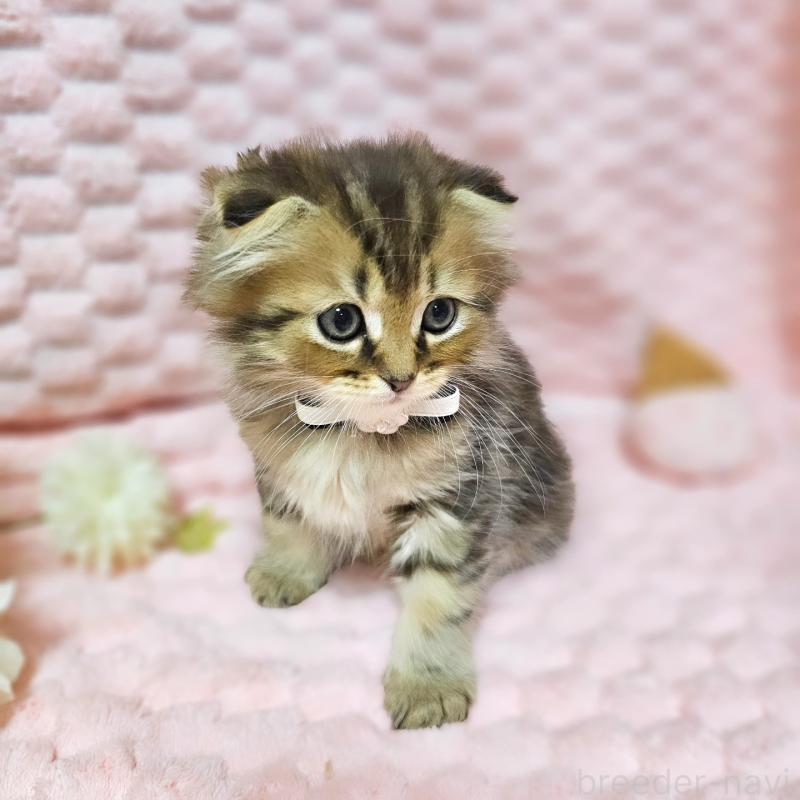 販売中の茨城県のミヌエット-138194の11枚目