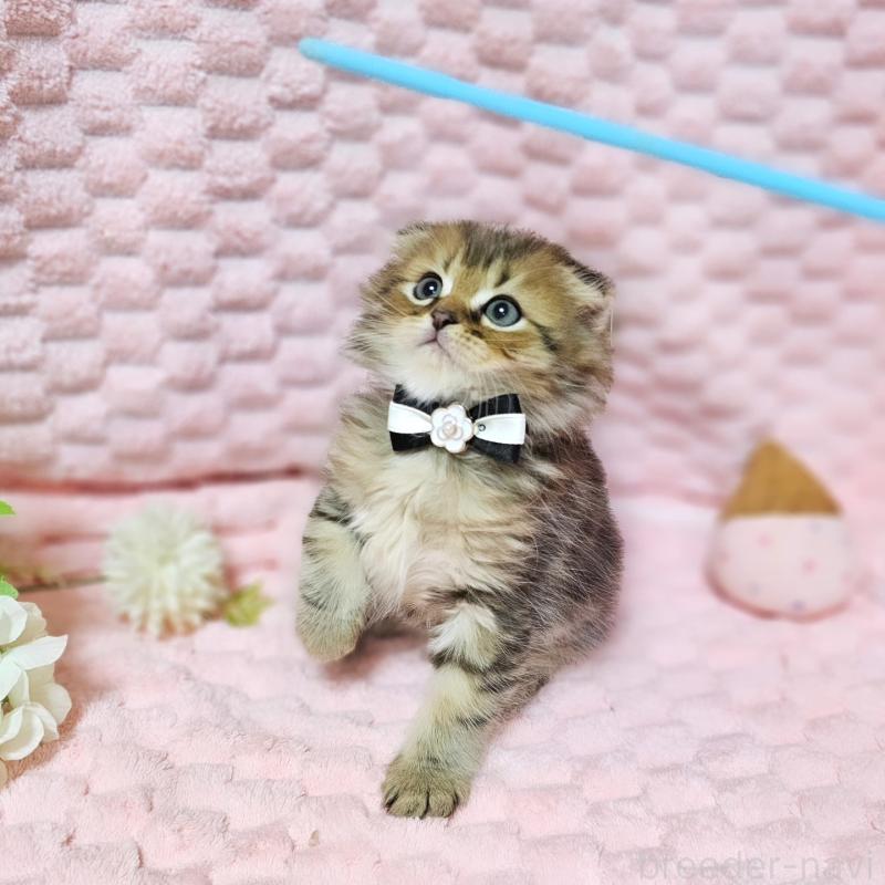 販売中の茨城県のミヌエット-138194の10枚目