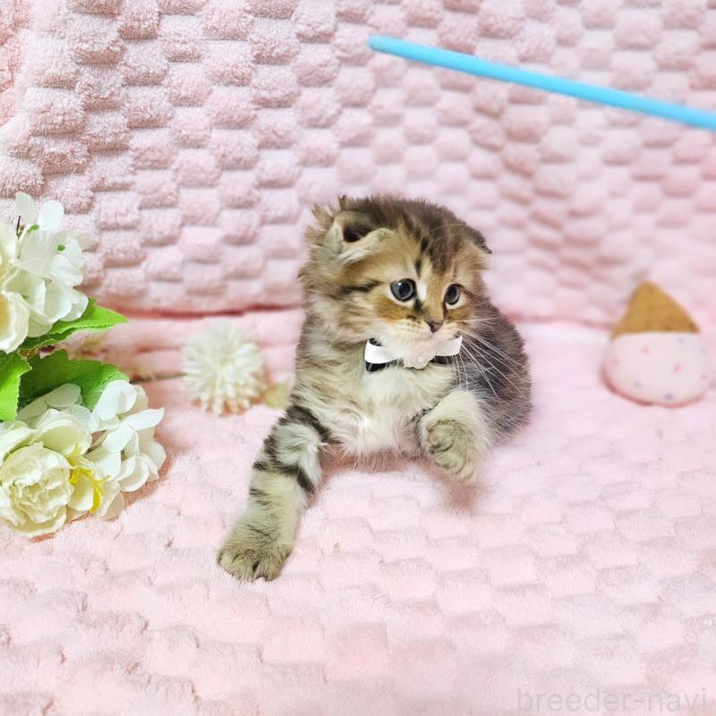 販売中の茨城県のミヌエット-138194の9枚目