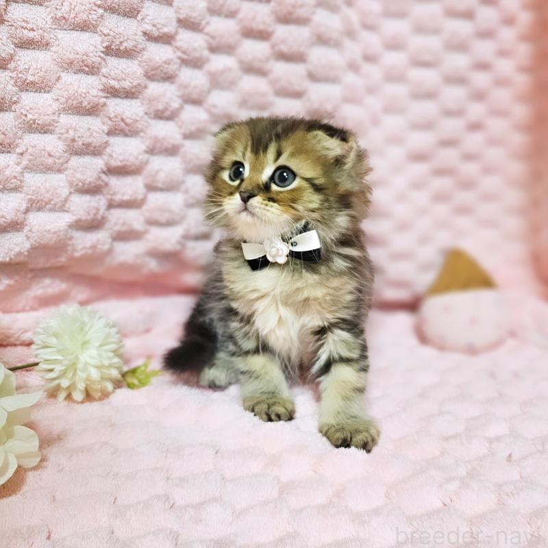 販売中の茨城県のミヌエット-138194の8枚目