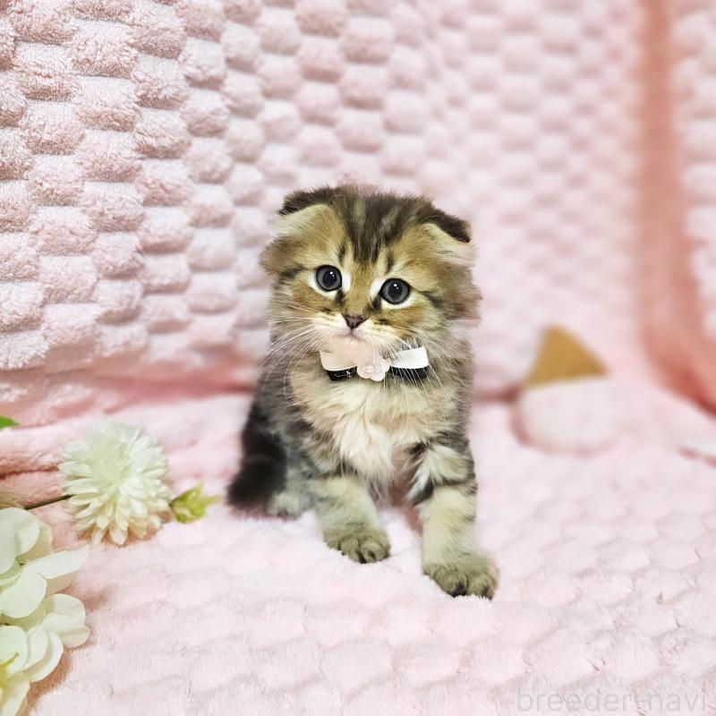 販売中の茨城県のミヌエット-138194の7枚目