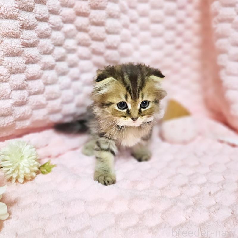 販売中の茨城県のミヌエット-138194の6枚目