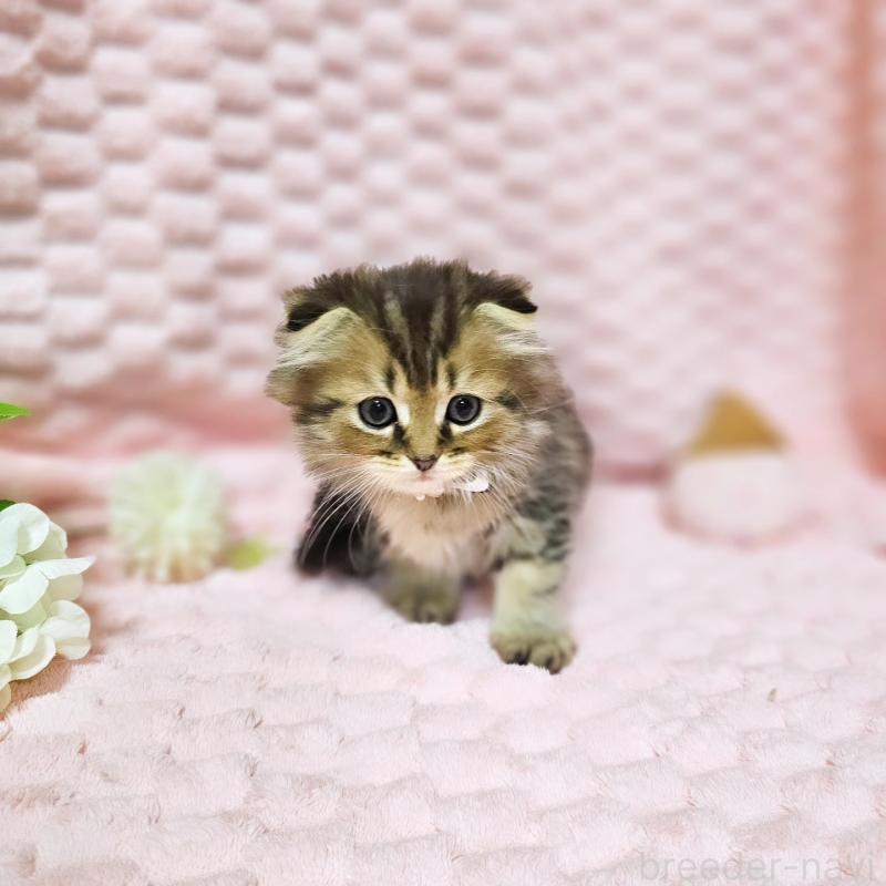 販売中の茨城県のミヌエット-138194の5枚目