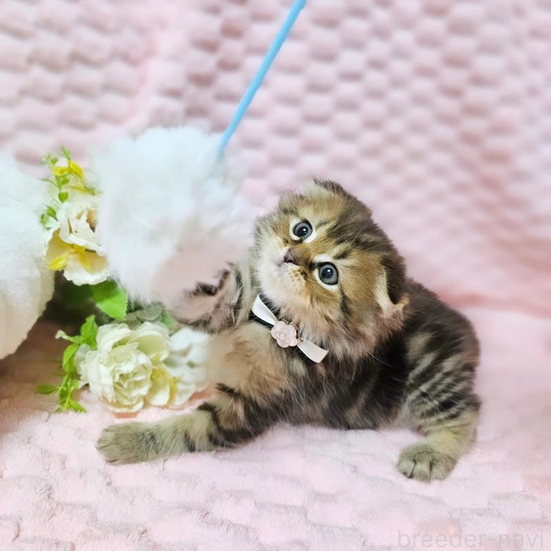 販売中の茨城県のミヌエット-138194の4枚目