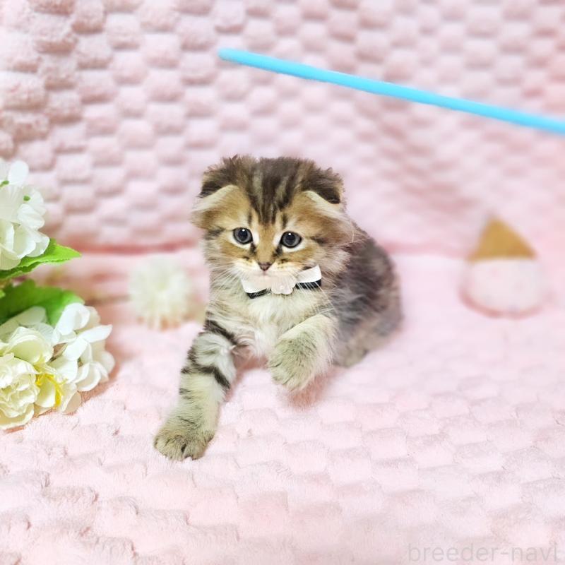 販売中の茨城県のミヌエット-138194の3枚目