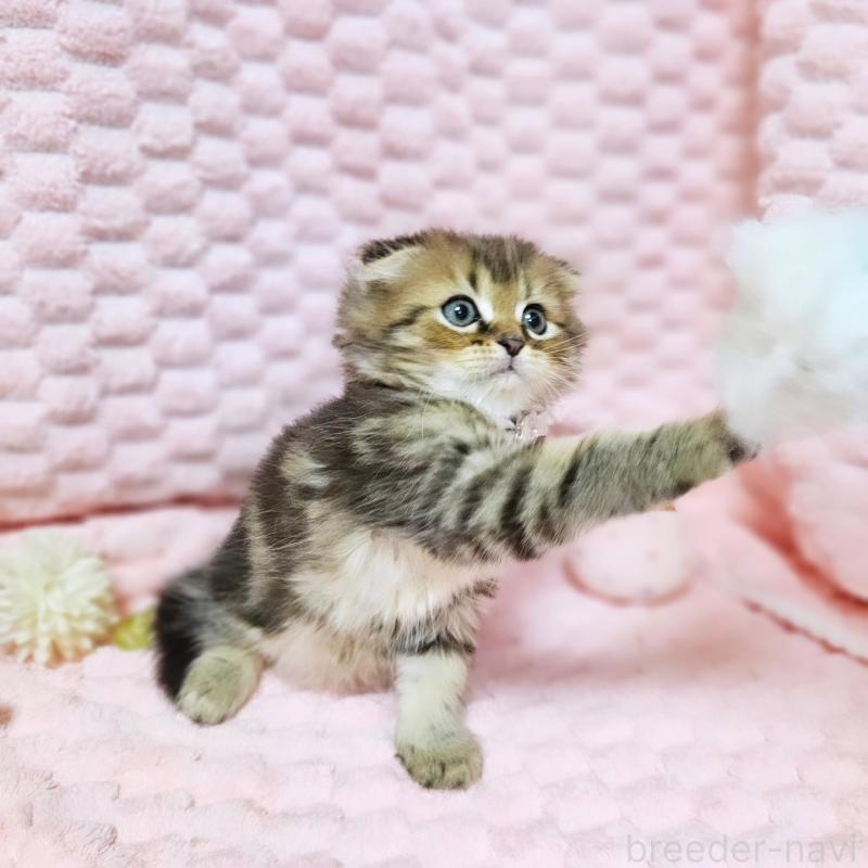 販売中の茨城県のミヌエット-138194の2枚目