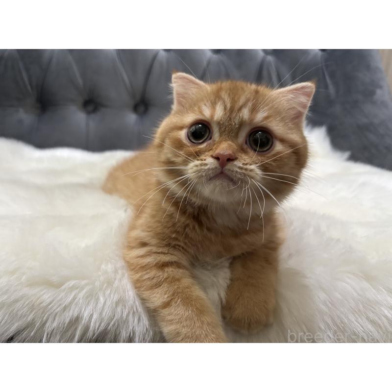 販売中の鹿児島県のスコティッシュフォールド(折れ耳)-135801の11枚目