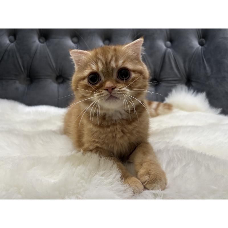 販売中の鹿児島県のスコティッシュフォールド(折れ耳)-135801の10枚目