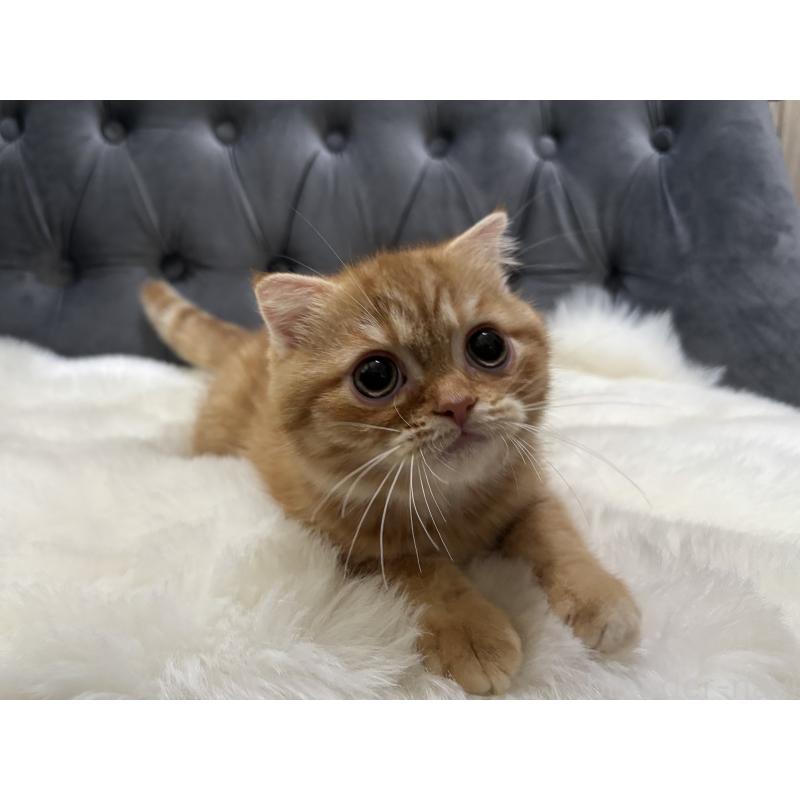 販売中の鹿児島県のスコティッシュフォールド(折れ耳)-135801の9枚目