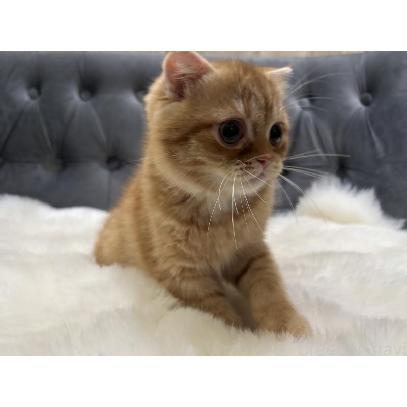 販売中の鹿児島県のスコティッシュフォールド(折れ耳)-135801の8枚目