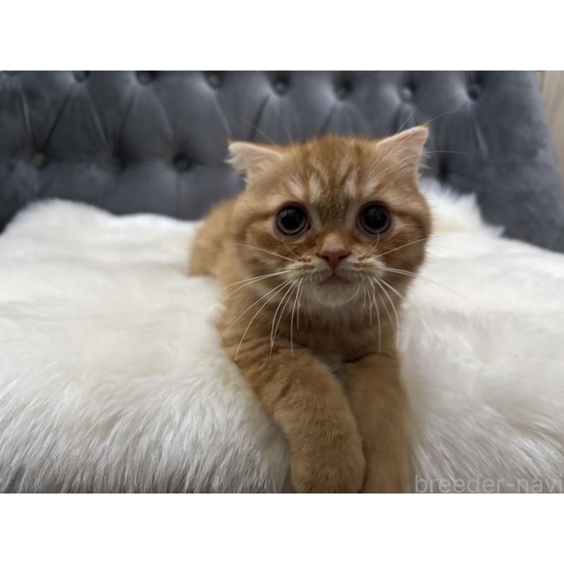 販売中の鹿児島県のスコティッシュフォールド(折れ耳)-135801の7枚目