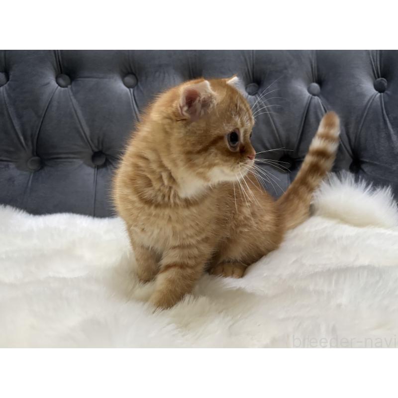 販売中の鹿児島県のスコティッシュフォールド(折れ耳)-135801の6枚目