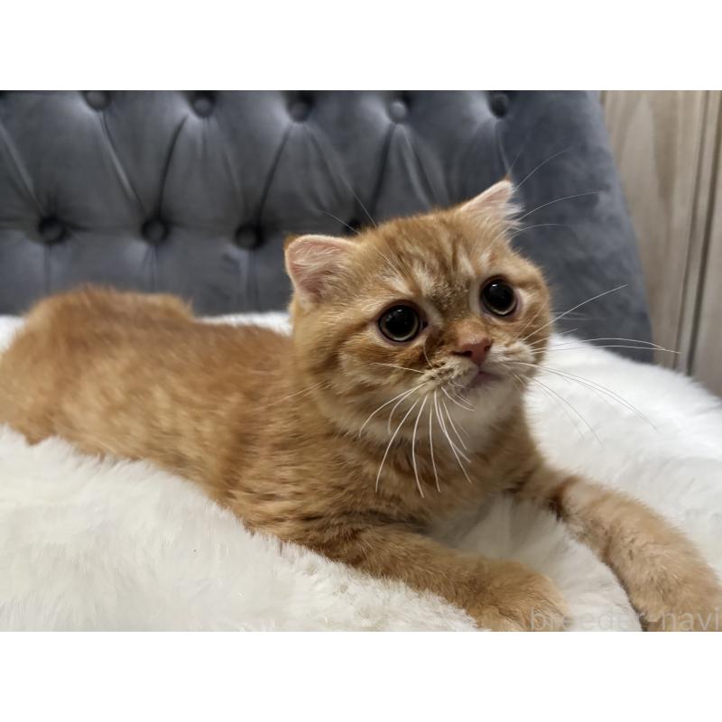 販売中の鹿児島県のスコティッシュフォールド(折れ耳)-135801の5枚目