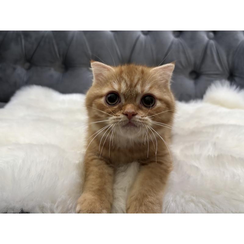 販売中の鹿児島県のスコティッシュフォールド(折れ耳)-135801の4枚目