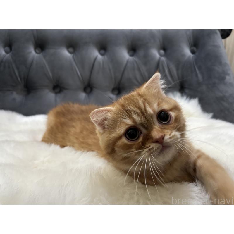 販売中の鹿児島県のスコティッシュフォールド(折れ耳)-135801の3枚目